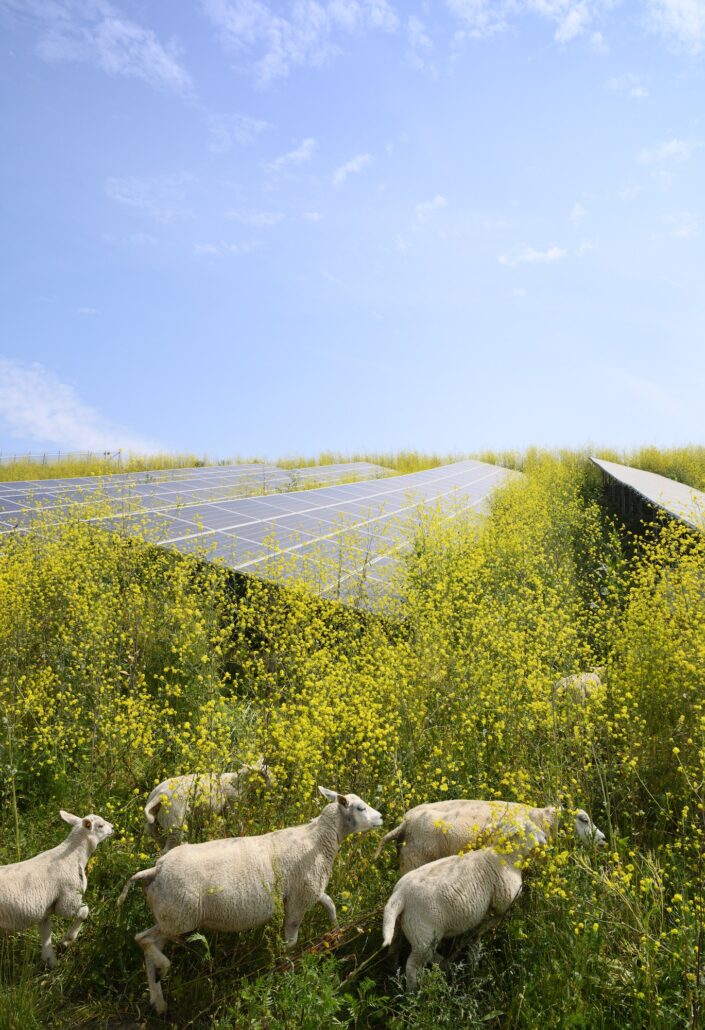 Sheep grazing mustard plants at solar farm, Geldermalsen, Gelderland, Netherlands