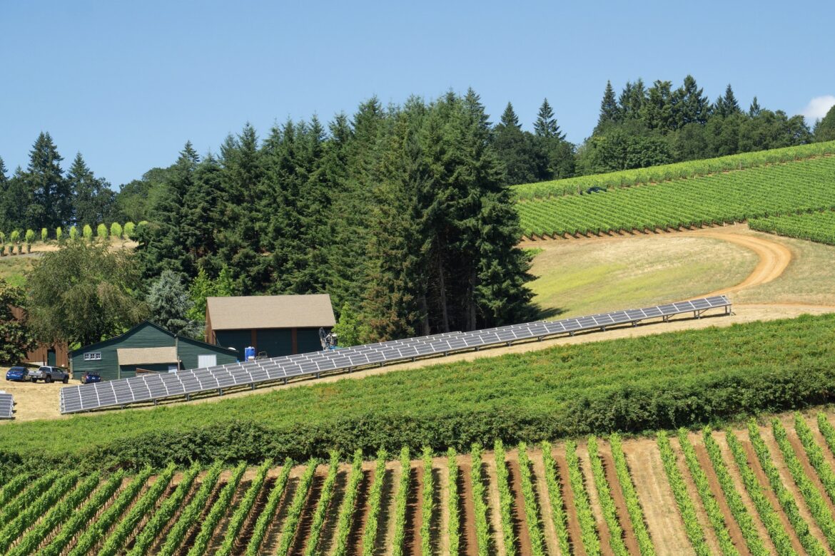 Solar panels at a beautiful winery